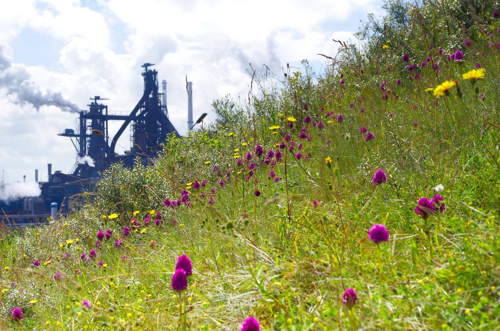 Tata Steel undersöker möjligheten att lagra koldioxid i tomma gasfält under Nordsjön