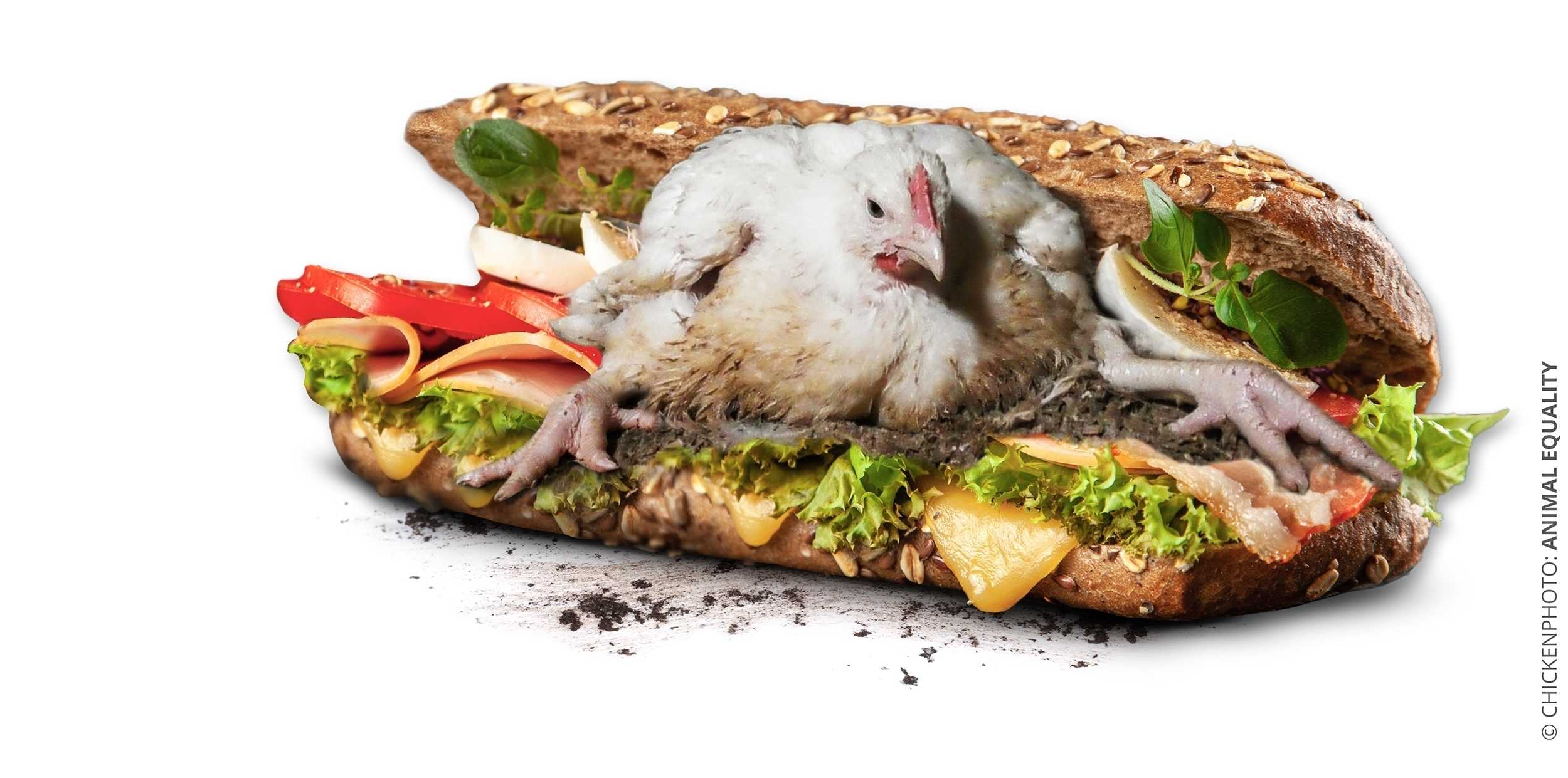 Europeisk kampanj mot världens största restaurangkedja Subway – uppmanas ta mer ansvar för kycklingarna