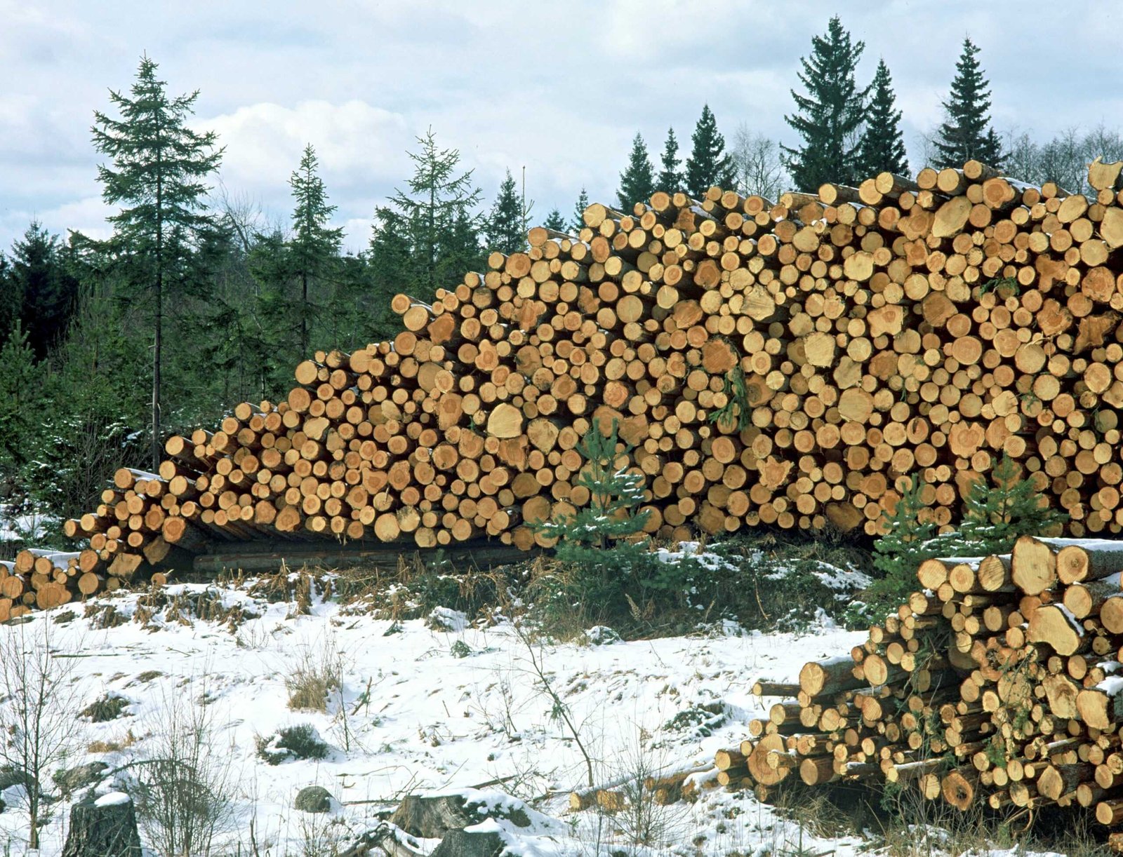 88 åtgärder ska öka tillväxten i skogen med 20 procent