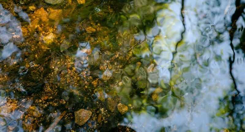 Från problem till lösning – Östersjöns alger ska förädlas till en biobaserad råvara för hygien- och rengöringsprodukter