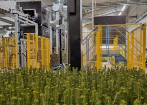 Svenska Skogsplantor satsar på stärkt hållbarhet och produktivitet på plantskola utanför Kalmar