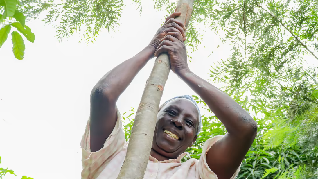 Svensk pant blev 350 000 nya träd i östra Afrika