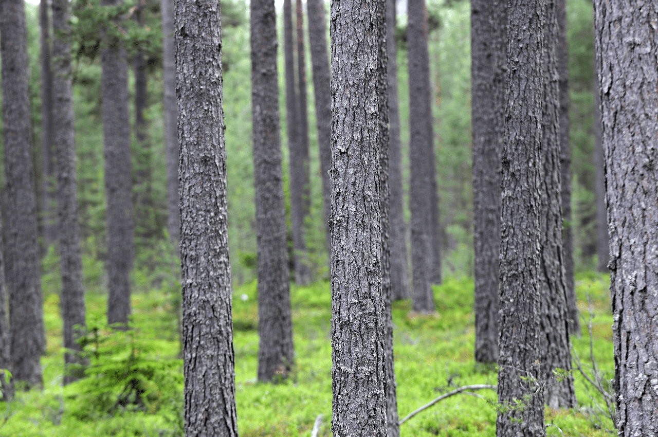 Sveaskog och ForestX lanserar KingPin – ett nytt AI-verktyg som ökar skogens värde