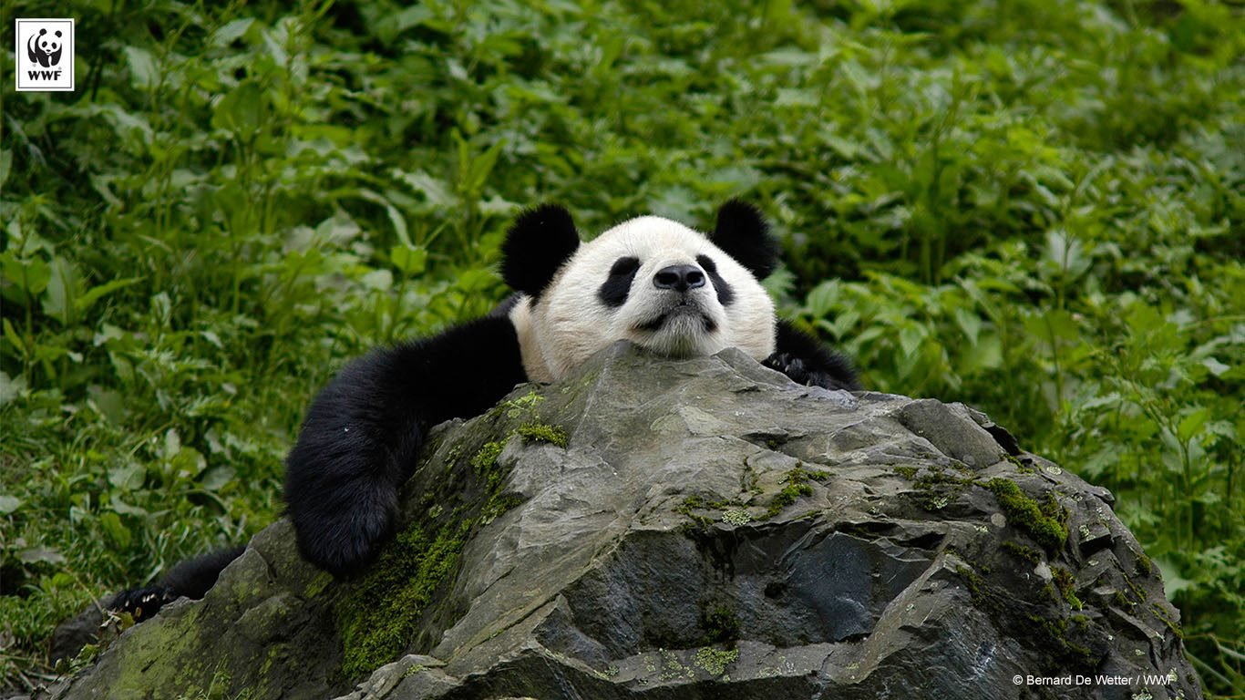Världsnaturfonden WWF optimerar givarrelationer och intäkter med bättre koll på sin data