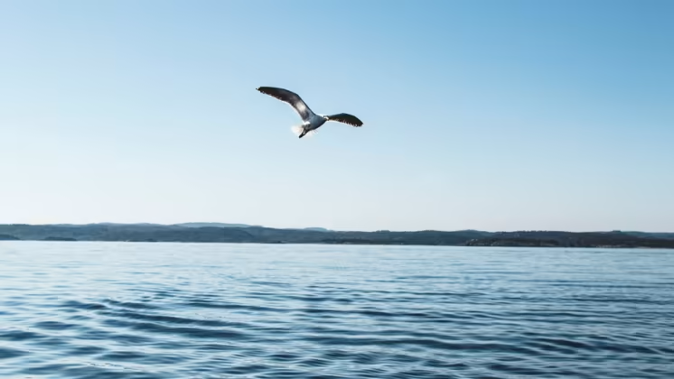 Göteborg, Halmstad, Markaryd och Värmdö ligger i topp sett till antalet åtgärdade avlopp i Sverige