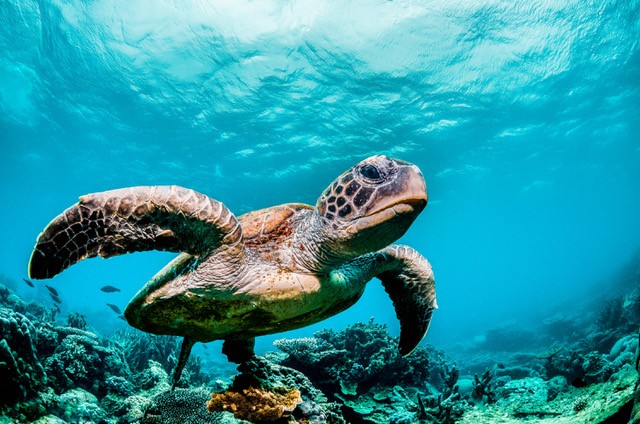 SAS och UNC Center for Galapagos Studies lanserar AI-projekt för att skydda utrotningshotade havssköldpaddor