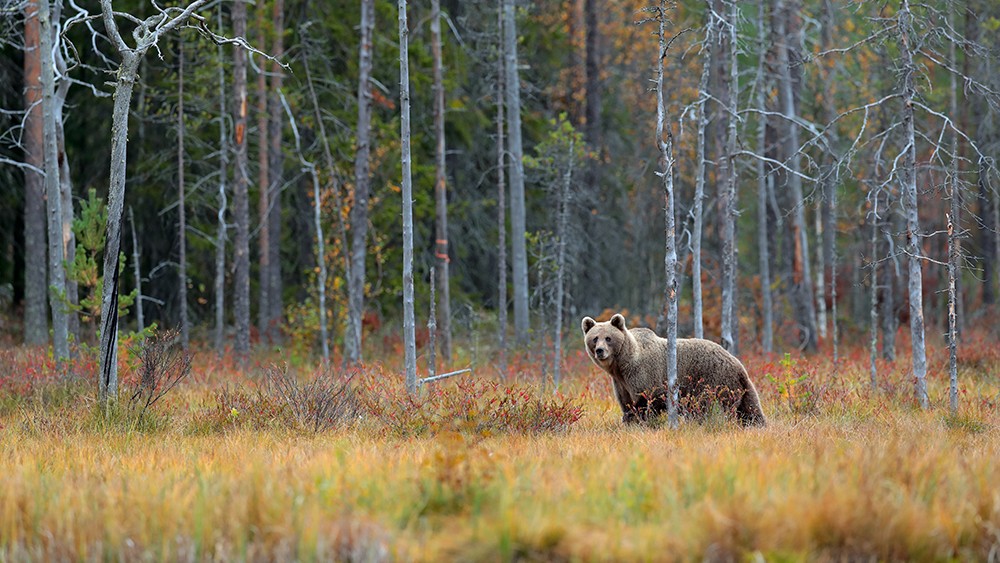 Antalet björnar minskar, möjligheterna med digitalisering och hur mår Sveriges insekter?