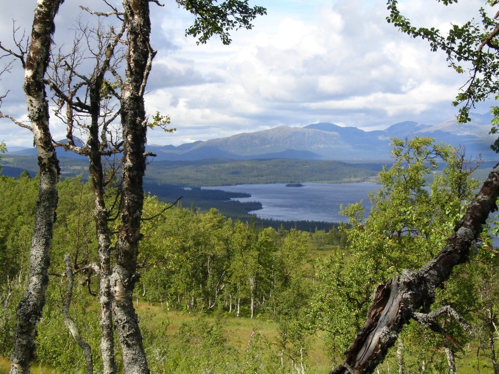 Nytt AI-verktyg hjälper att hitta svenska skogar med höga naturvärden