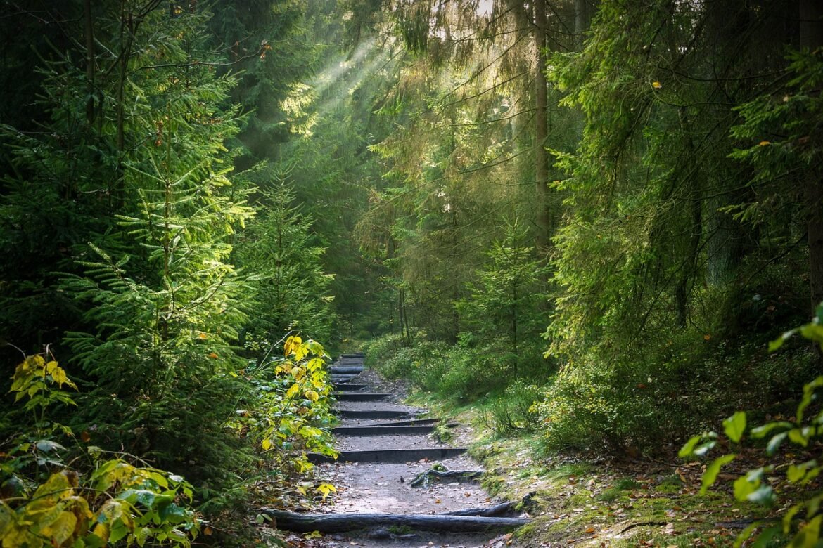 Forskare undersöker hur vi kan bruka skogen mer hållbart med kalhyggesfritt skogsbruk.